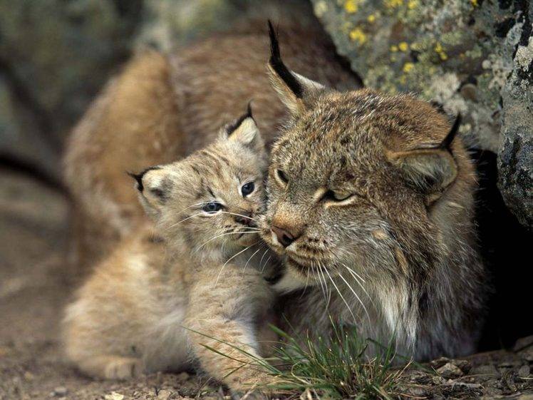 nature, Animals, Lynx, Cat HD Wallpaper Desktop Background