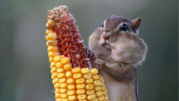 animals, Corn HD Wallpaper Desktop Background