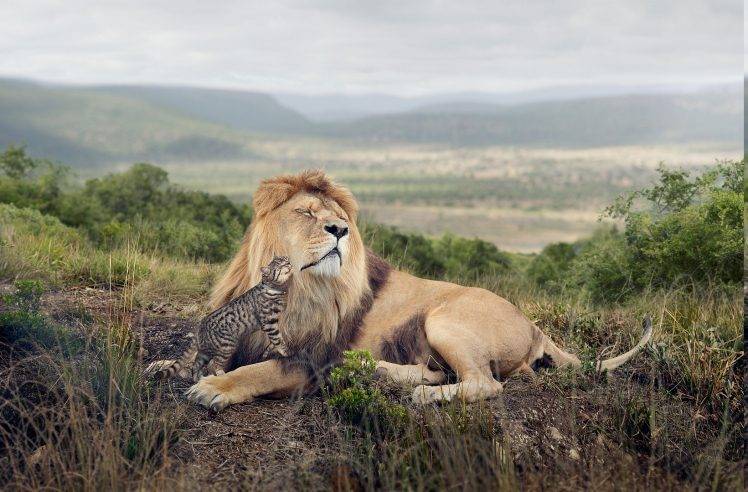 lion, Nature, Grass, Ocelots, Hill, Landscape, Africa, Hugging, Big Cats, Cat HD Wallpaper Desktop Background