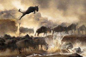 animals, Migration, River, Africa, Dust, Wildebeests, Serengeti, Nature, Landscape