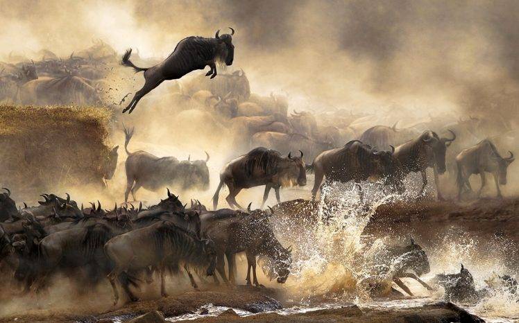 animals, Migration, River, Africa, Dust, Wildebeests, Serengeti, Nature, Landscape HD Wallpaper Desktop Background