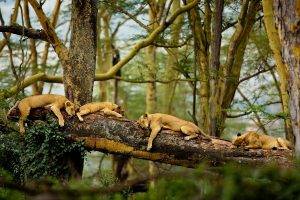 lion, Africa, Trees, Sleeping, Nature, Big Cats, Animals
