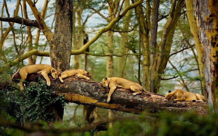 lion, Africa, Trees, Sleeping, Nature, Big Cats, Animals HD Wallpaper Desktop Background