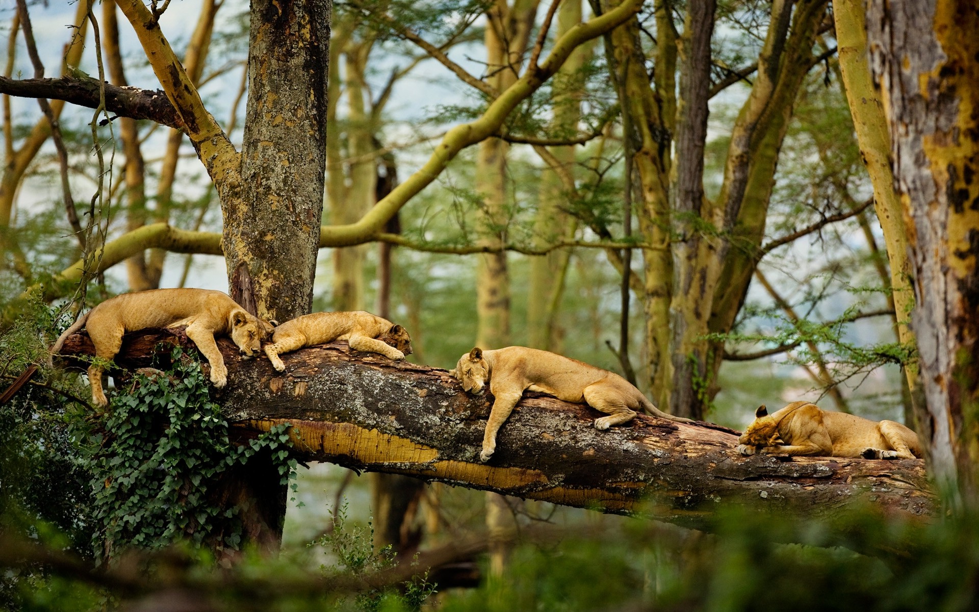 lion, Africa, Trees, Sleeping, Nature, Big Cats, Animals Wallpaper