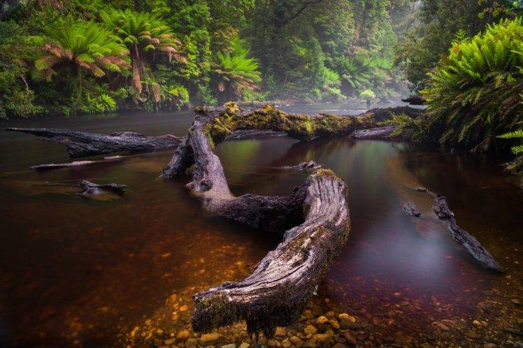 river, Mist, Forest, Ferns, Moss, Trees, Water, Nature, Landscape HD Wallpaper Desktop Background