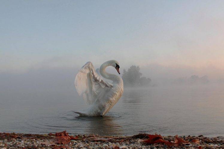 animals, Nature, Swans, Lake, Water, Mist, Birds HD Wallpaper Desktop Background