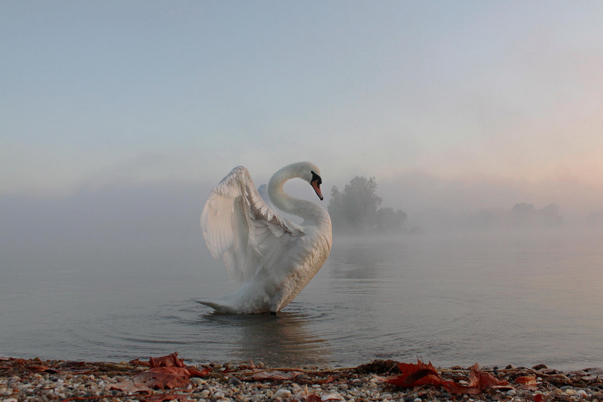 animals, Nature, Swans, Lake, Water, Mist, Birds Wallpaper
