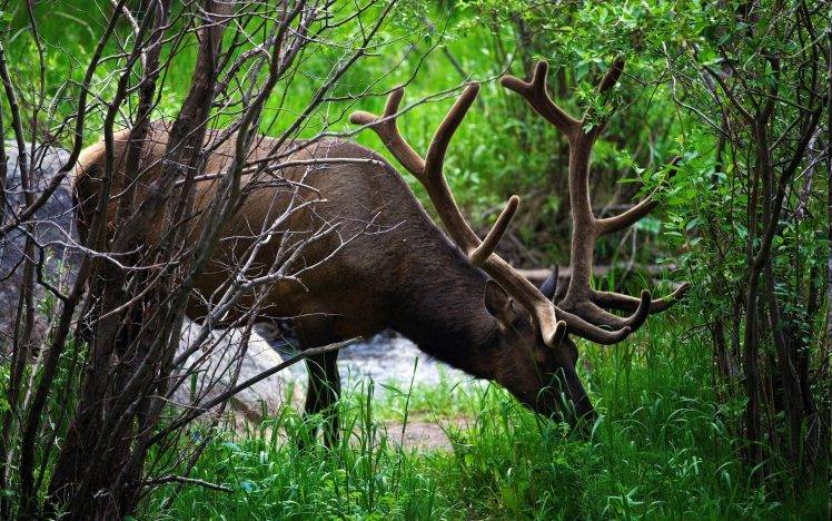 nature, Animals, Elk HD Wallpaper Desktop Background