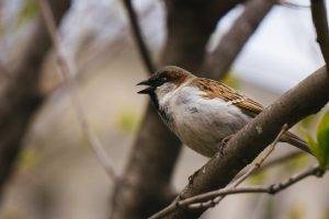 sparrows, Birds, Nature, Animals, Trees, Bokeh