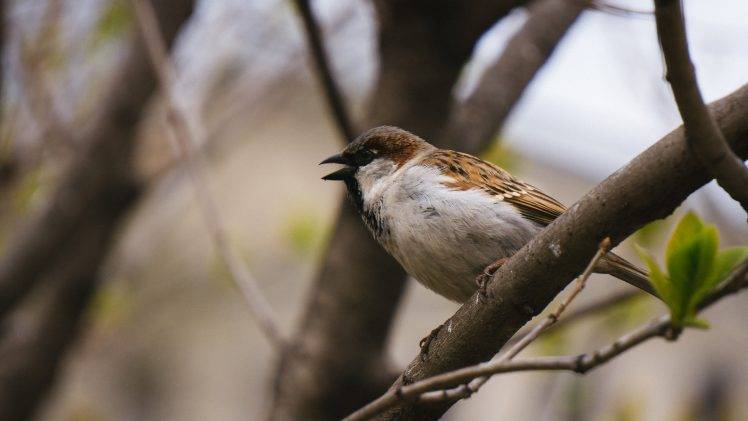 sparrows, Birds, Nature, Animals, Trees, Bokeh HD Wallpaper Desktop Background