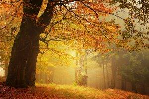 amber, Forest, Fall, Mist, Leaves, Morning, Trees, Grass, Nature, Landscape
