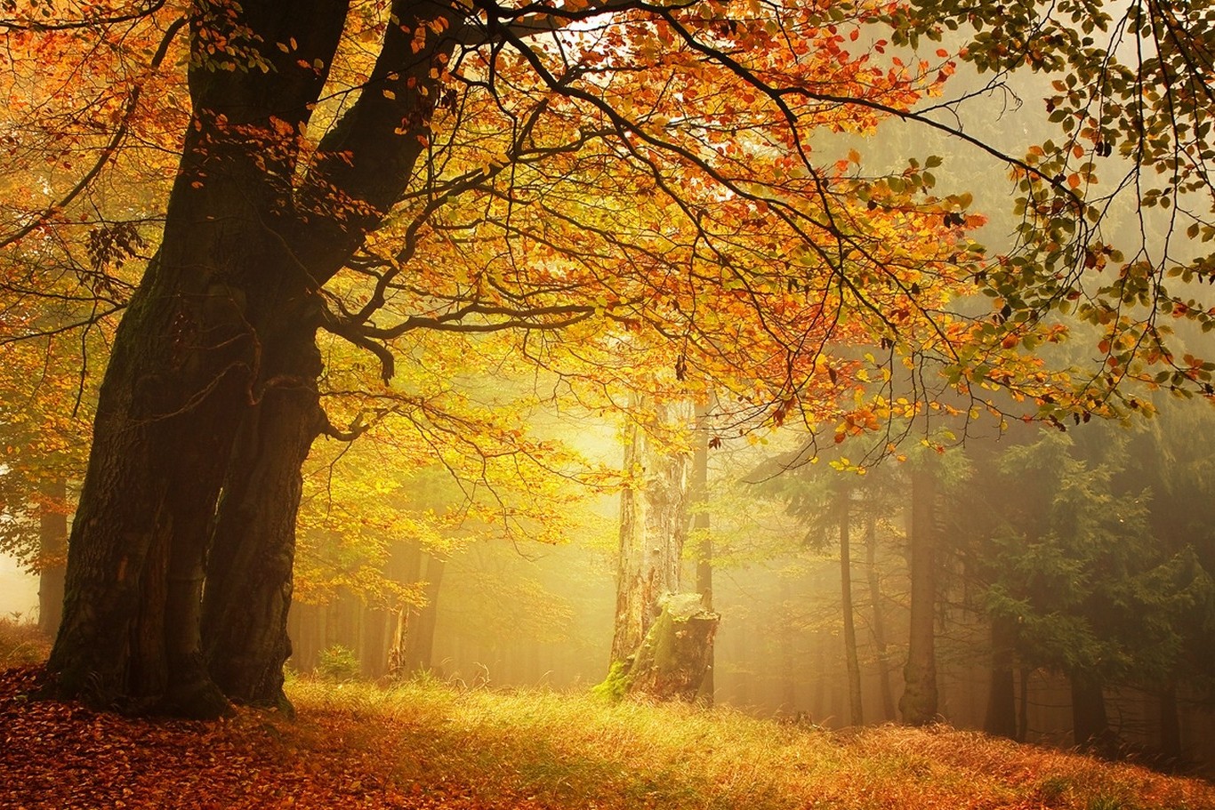 Amber Forest Fall Mist Leaves Morning Trees Grass Nature