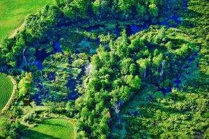 wetland, River, Trees, Green, Field, Michigan, Water, Nature, Landscape