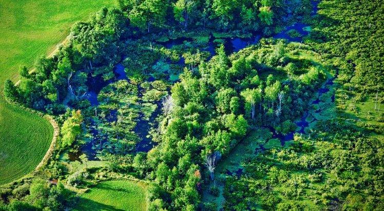 wetland, River, Trees, Green, Field, Michigan, Water, Nature, Landscape HD Wallpaper Desktop Background