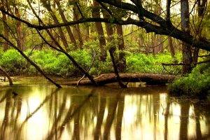 river, Reflection, Forest, Trees, Nature, Landscape