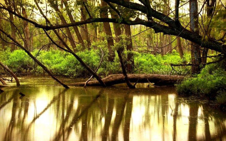 river, Reflection, Forest, Trees, Nature, Landscape HD Wallpaper Desktop Background
