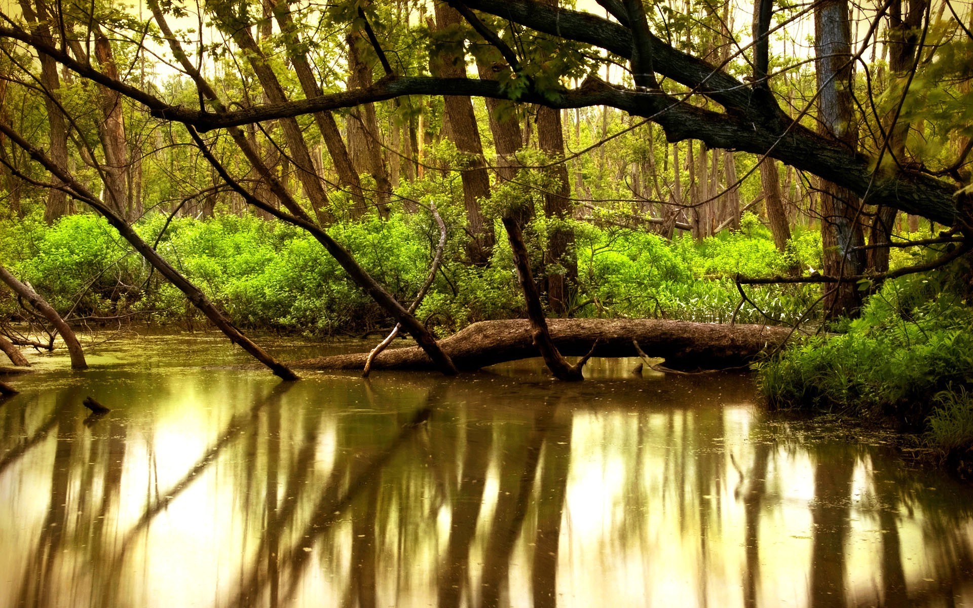 river, Reflection, Forest, Trees, Nature, Landscape Wallpaper