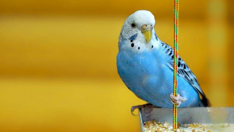 animals, Parakeets, Birds, Yellow Background HD Wallpaper Desktop Background