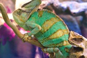 animals, Chameleons, Colorful