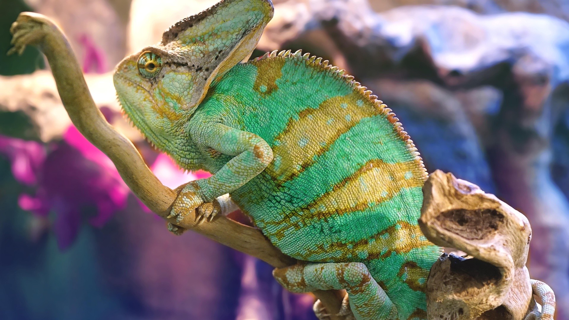 animals, Chameleons, Colorful Wallpaper
