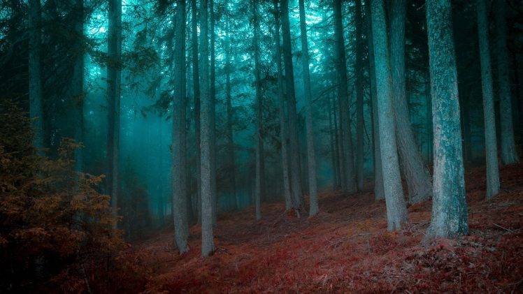 forest, Mist, Morning, Trees, Grass, Shrubs, Nature, Landscape HD Wallpaper Desktop Background