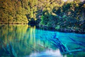 lake, Forest, Turquoise, Chile, Trees, Shrubs, Water, Nature, Landscape