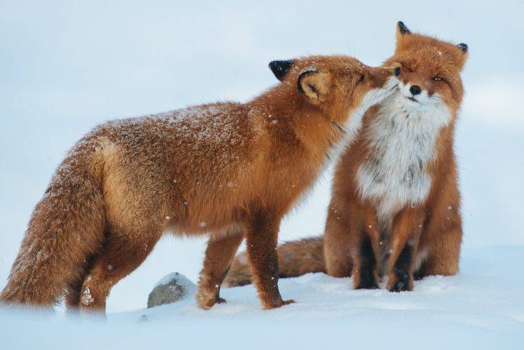 animals, Nature, Fox, Snow HD Wallpaper Desktop Background