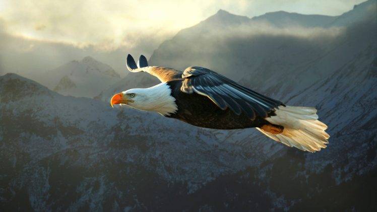 animals, Nature, Eagle, Bald Eagle HD Wallpaper Desktop Background
