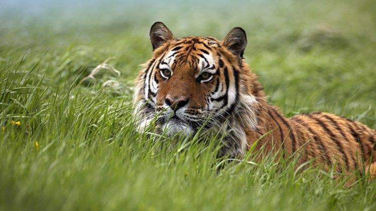 animals, Nature, Tiger HD Wallpaper Desktop Background