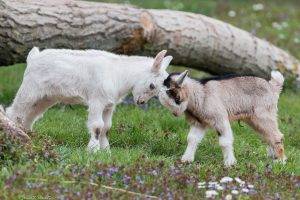 animals, Nature, Goats, Baby Animals