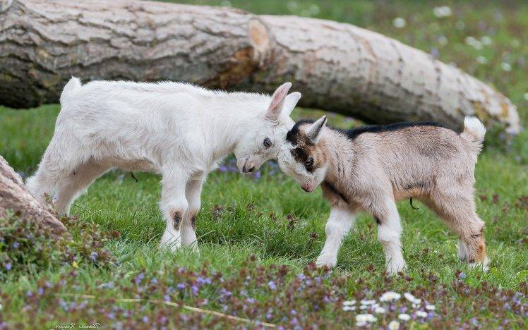 animals, Nature, Goats, Baby Animals HD Wallpaper Desktop Background