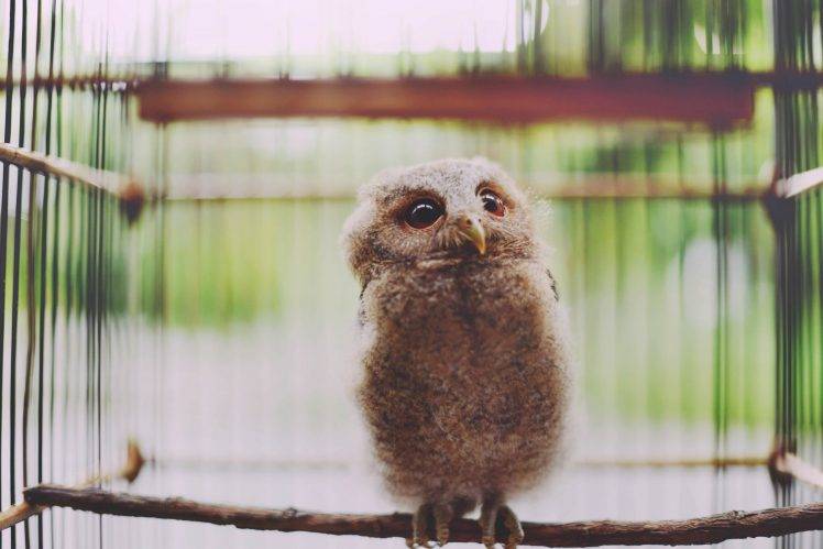 animals, Nature, Birds, Owl HD Wallpaper Desktop Background