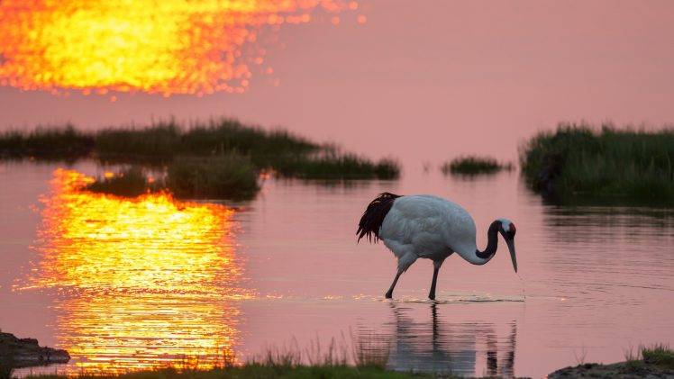 nature, Animals, Sunset, Water, Birds HD Wallpaper Desktop Background