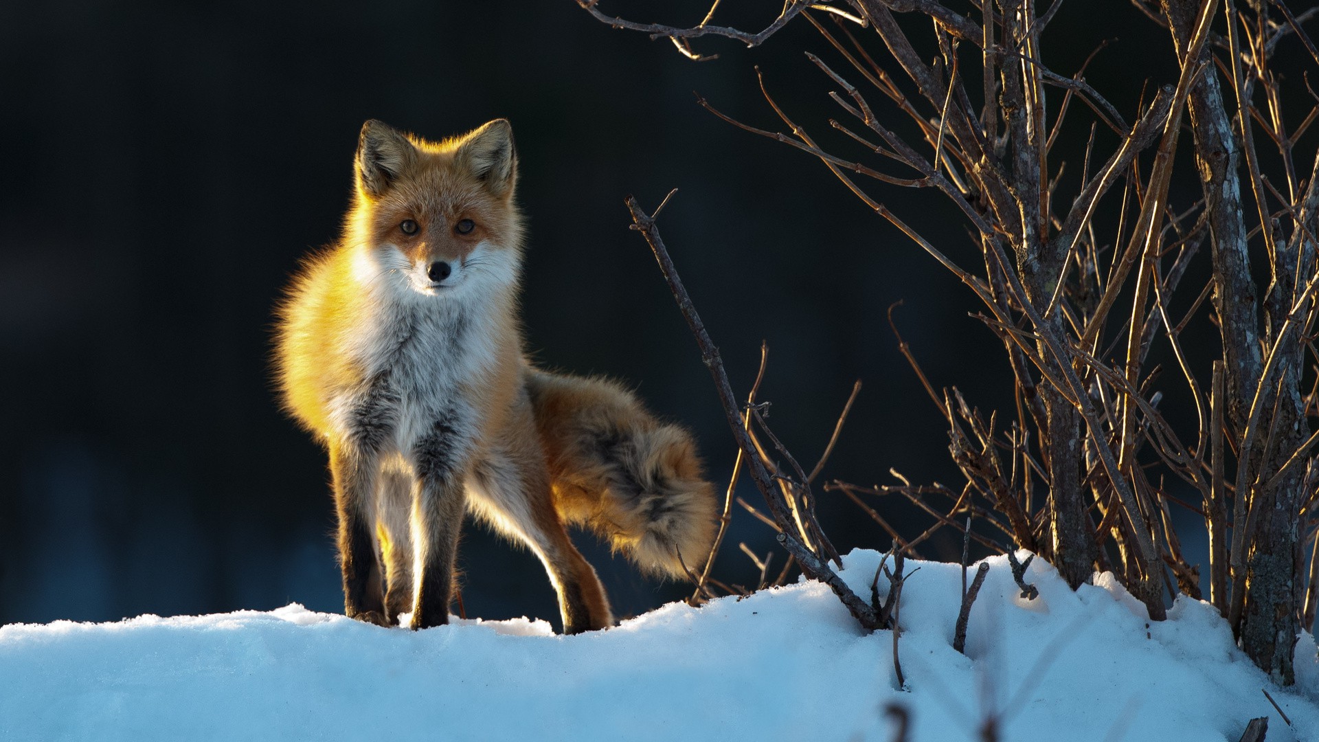 nature, Animals, Fox Wallpaper