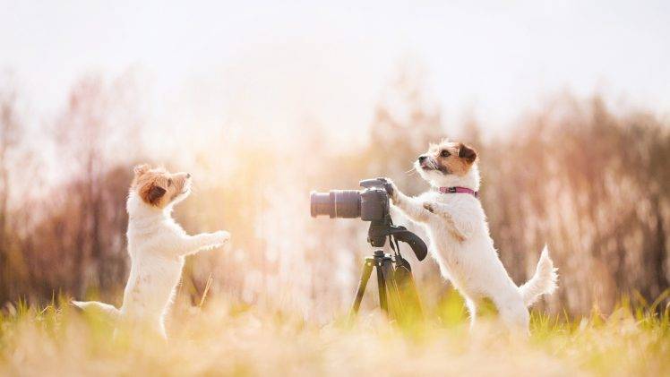 nature, Animals, Dog, Camera, Sunlight, Depth Of Field HD Wallpaper Desktop Background