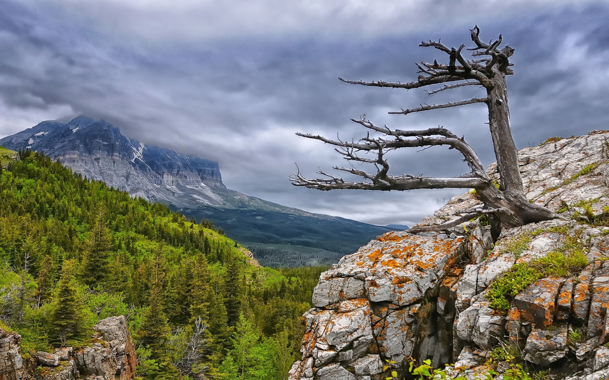 nature, Landscape, Mountain, Cliff, Forest, Clouds, Overcast, Trees, Dead Trees Wallpaper