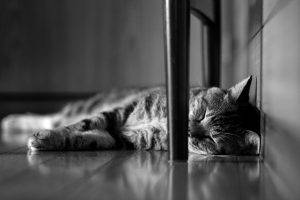 animals, Cat, Monochrome, Sleeping