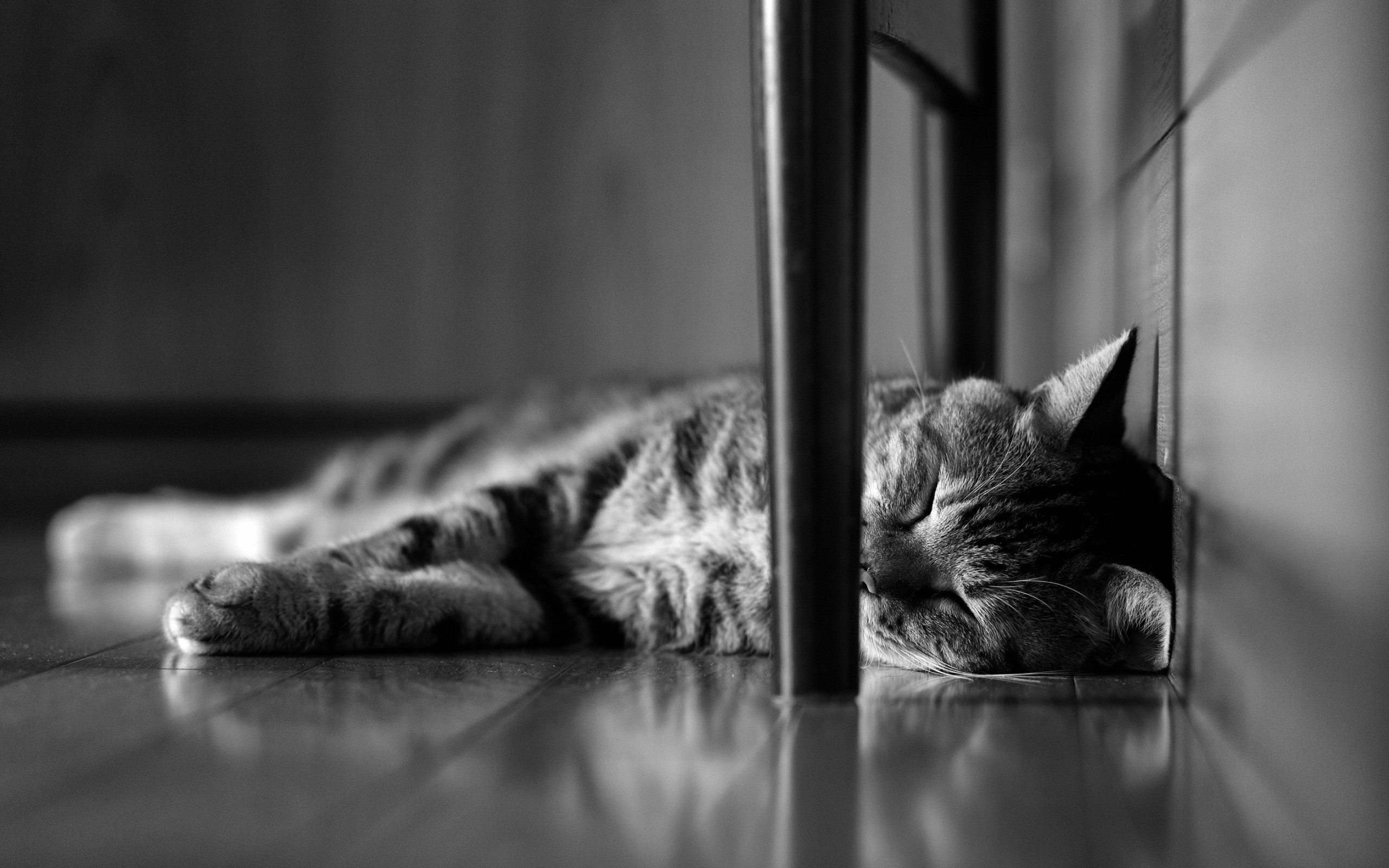 animals, Cat, Monochrome, Sleeping Wallpaper