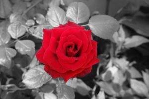 love, Black And Red, Rose, Blossoms, Flowers, Selective Coloring