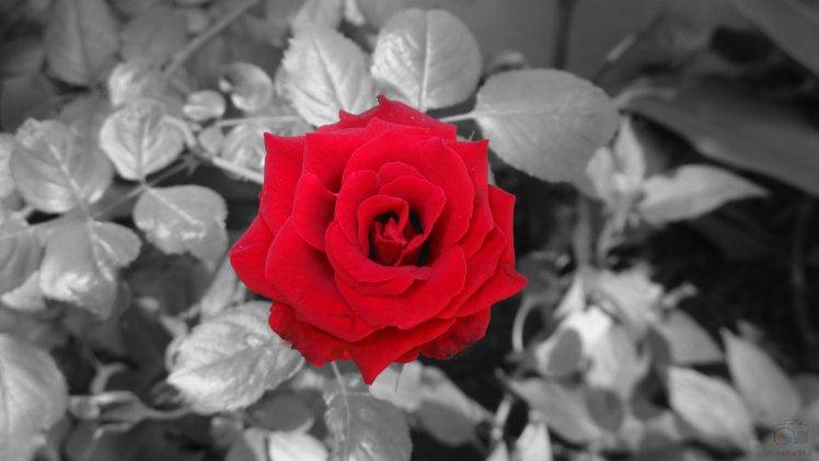 love, Black And Red, Rose, Blossoms, Flowers, Selective Coloring HD Wallpaper Desktop Background