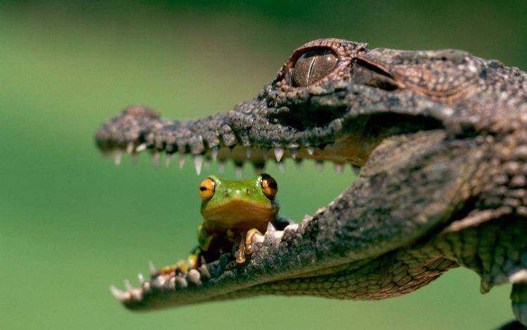 nature, Animals, Frog, Depth Of Field, Macro, Crocodiles, Teeth, Muzzles, Eyes, Danger, Amphibian, Reptile HD Wallpaper Desktop Background