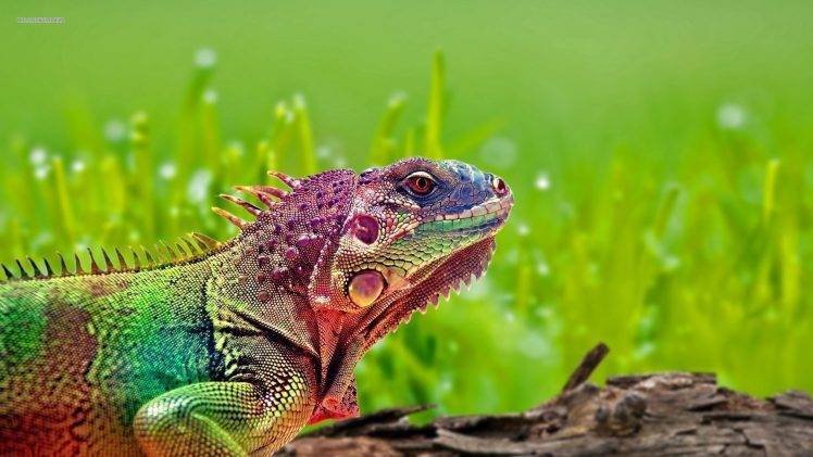 animals, Colorful, Nature HD Wallpaper Desktop Background