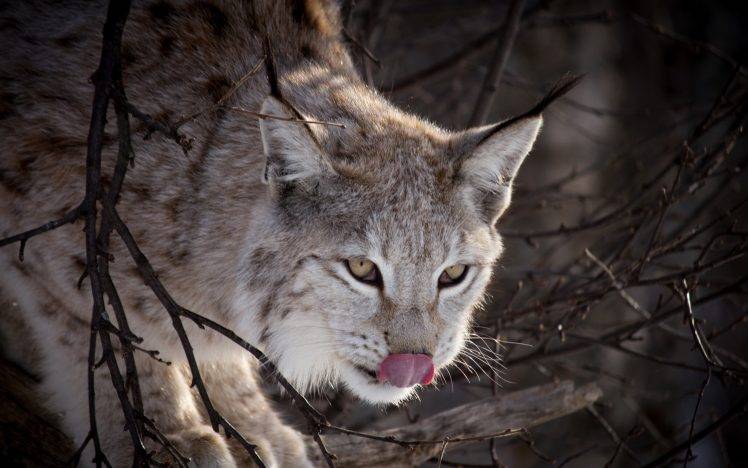 nature, Animals, Lynx HD Wallpaper Desktop Background