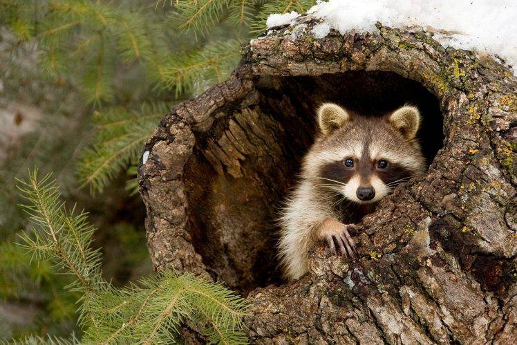 nature, Animals, Raccoons HD Wallpaper Desktop Background