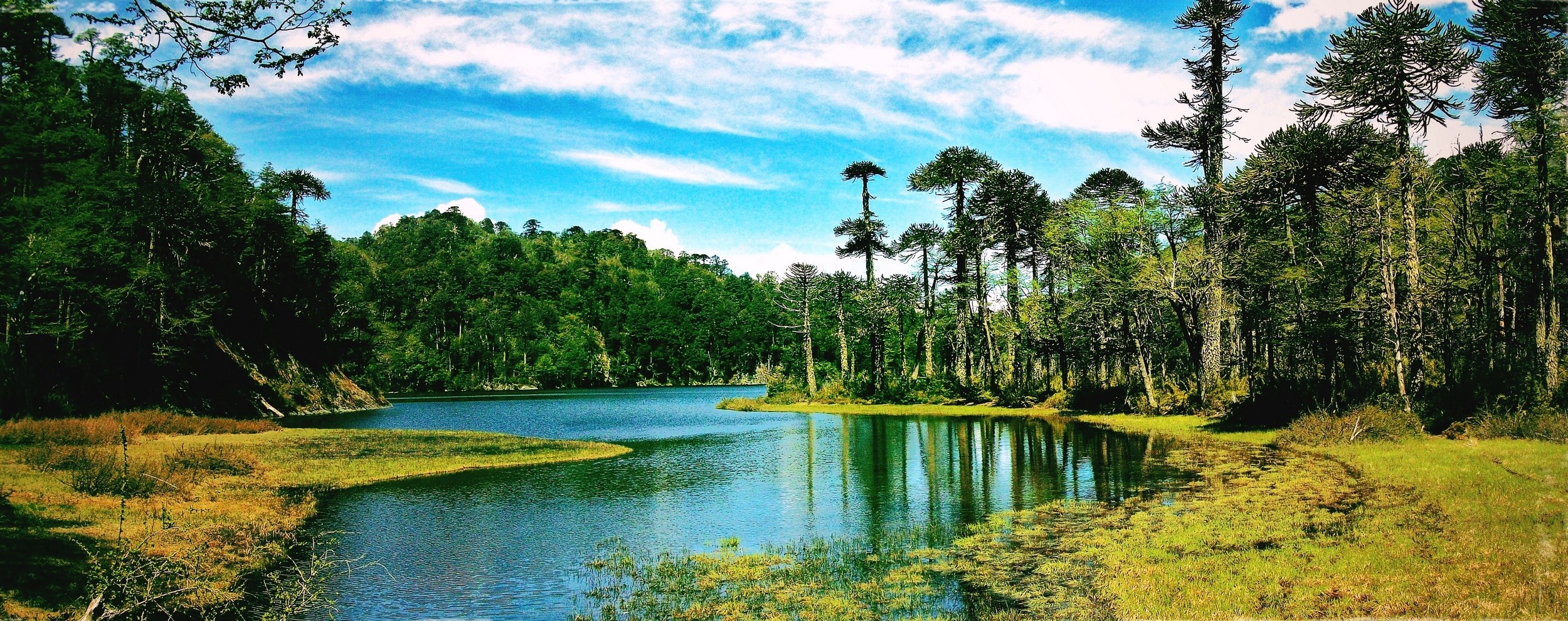 lake, Chile, Forest, Clouds, Grass, Trees, Monkey Puzzle Tree, Reflection, Hill, Nature, Landscape, Water, Green Wallpaper