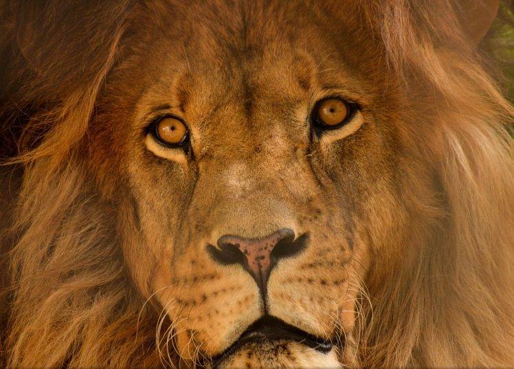 lion, Big Cats, Portrait, Animals, Nature HD Wallpaper Desktop Background