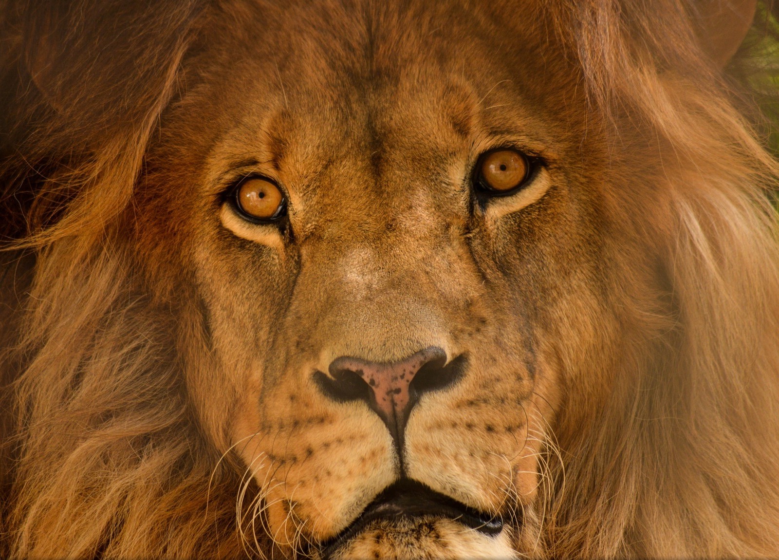 lion, Big Cats, Portrait, Animals, Nature Wallpaper