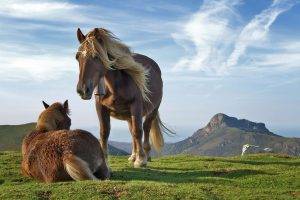 horse, Animals, Wildlife, Mountain, Grass, Nature, Landscape