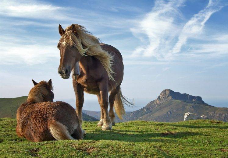 horse, Animals, Wildlife, Mountain, Grass, Nature, Landscape HD Wallpaper Desktop Background