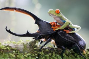 animals, Frog, Insect, Nature, Red Eyed Tree Frogs, Amphibian, Beetles